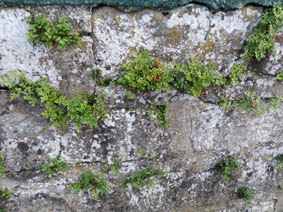 Asplenium ruta-muraria